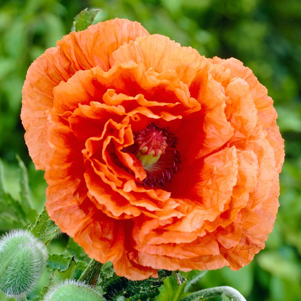 Orientalsk valmue 'Harvest Moon'